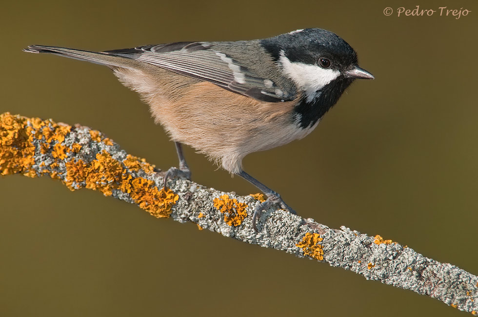 Carbonero garrapinos (Parus ater)